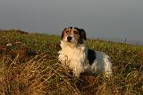 JACK RUSSEL 355